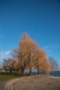 Trees in Neuchatel town in Winter, Switzerland, Europe