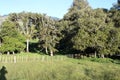 Trees in a New Zealand Farmland Meadow Royalty Free Stock Photo