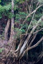 Trees next to Daintree River in Rainforest, Queensland, Australia Royalty Free Stock Photo