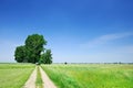 Trees next to a rural road running among green fields