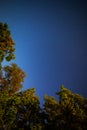 Trees and night sky