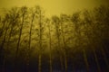 Trees in the night wilderness against a bright sky Royalty Free Stock Photo