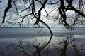 Trees with no leaves perfectly reflecting in half frozen water