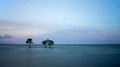 Trees and ocean in long exposure shot