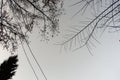 Trees in an old city park with sky background Royalty Free Stock Photo