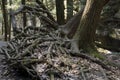 Exposed tree roots in Old Man`s Cave area