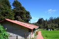 Trees of Ooty Royalty Free Stock Photo