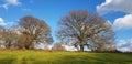 Trees are opening their branches without avoiding each other