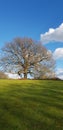 Trees are opening their branches without avoiding each other