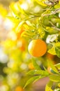 Valencia orange trees