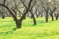 Trees in orchard alley during springtime