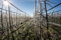 Trees in orchard covered with freezers in spring