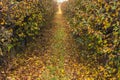 trees in an orchard growing in a row with lots of fallen leaves in autumn Royalty Free Stock Photo