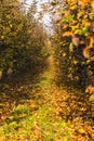 trees in an orchard growing in a row with lots of fallen leaves in autumn Royalty Free Stock Photo