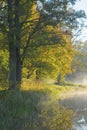 Trees over calm foggy water