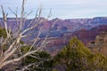 Trees over the Canyon Royalty Free Stock Photo