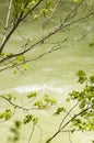 Trees Over The Cerna River Royalty Free Stock Photo