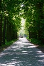 Trees over a shady lane