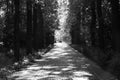 Trees over a shady lane in black and white Royalty Free Stock Photo