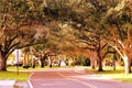 Trees over street, Florida Royalty Free Stock Photo