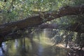 Trees Over Water Along Greenbelt