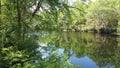 Trees overlooking the Santa Fe River