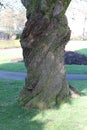 Trees in the park in aberdare park