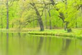 Trees in park Bad Muskau