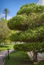 Trees in the park , beautiful park trees , formal garden Royalty Free Stock Photo