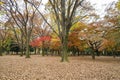 Trees in park change color Royalty Free Stock Photo