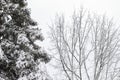 Trees in park covered in snow in winter. Royalty Free Stock Photo