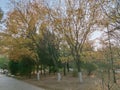 Trees in the park in the early morning of late autumn Royalty Free Stock Photo