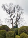 Trees in the park of Esterhazy Castle in Eisenstadt, Austria Royalty Free Stock Photo