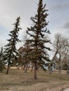 Trees at the park leaning from the wind Cheyenne, Wyoming Royalty Free Stock Photo