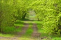 Trees in park Leknica Royalty Free Stock Photo