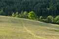 Trees in the park on meadow and forest. Slovakia Royalty Free Stock Photo