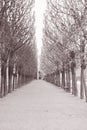 Trees in Park, Palais Royal; Paris; France Royalty Free Stock Photo