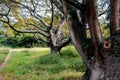 Trees in a park with path - old majestic tree with gnarly branches in green field - beautiful tree background - Erythrina