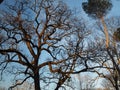 Trees in the park of Rome