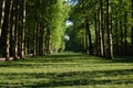 Trees in a park