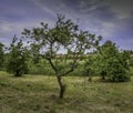 Trees in the park with a slightly clouded blue sky Royalty Free Stock Photo