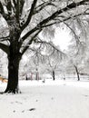 Trees in park after snowstorm covered in ice Royalty Free Stock Photo