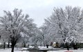 Trees in park after snowstorm covered in ice Royalty Free Stock Photo