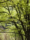 Trees in park in springtime. Dark trunk with fresh green leaves. Backlit scene