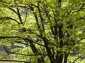 Trees in park in springtime. Dark trunk with fresh green leaves. Backlit scene