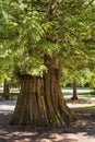 Trees in the park on a summer sunny day