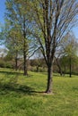 Trees at the park