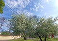 trees in the park, with white flowers, bushes, white clouds on the blue sky, for cards, business cards