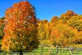 Trees in the park with yellow and red leaves under the blue sky Royalty Free Stock Photo