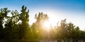 Trees in the Parque Forestal acroos Mapocho river in downtown, Santiago Royalty Free Stock Photo